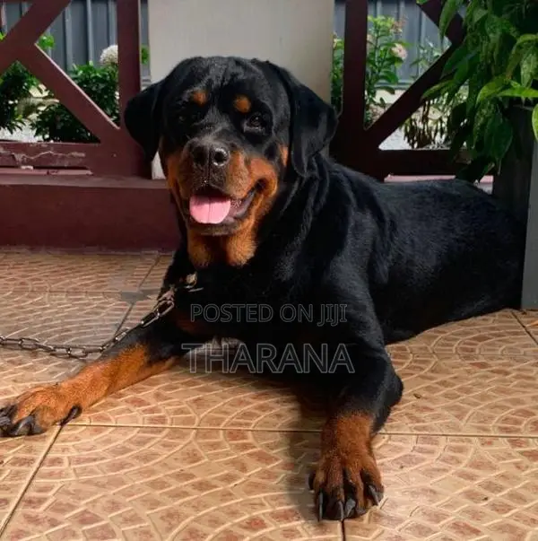 Rottweiler Female adult