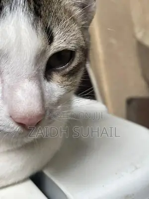White Grey Kitten for Adoption (MALE)