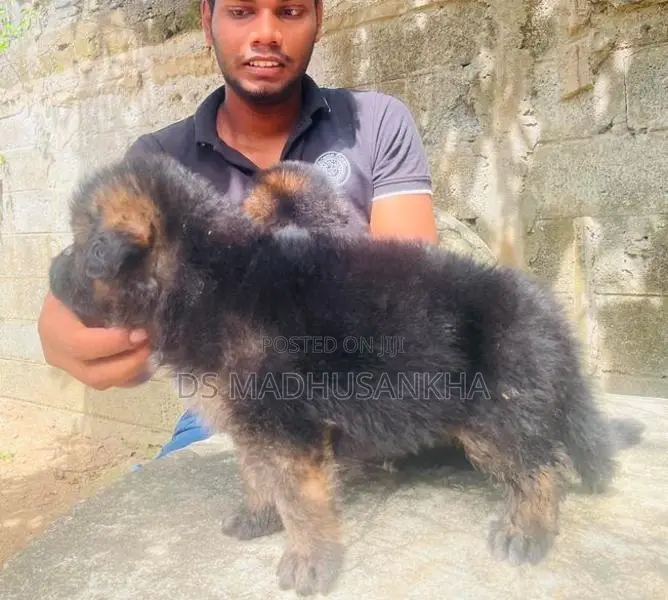 Germanshephad lonecort pappy