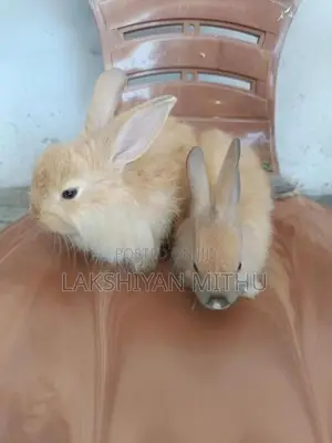 Angora Rabbit