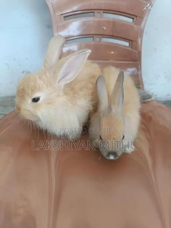 Angora Rabbit