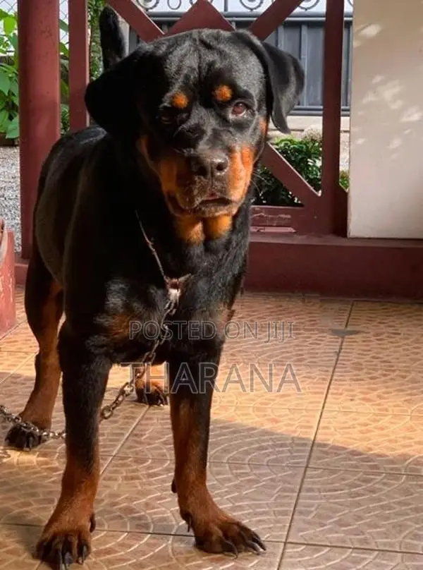 Rottweiler Female adult