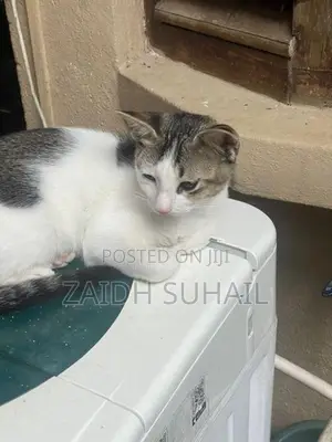 White Grey Kitten for Adoption (MALE)