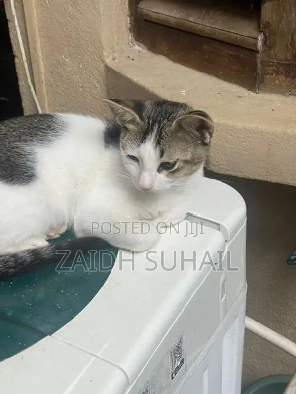White Grey Kitten for Adoption (MALE)