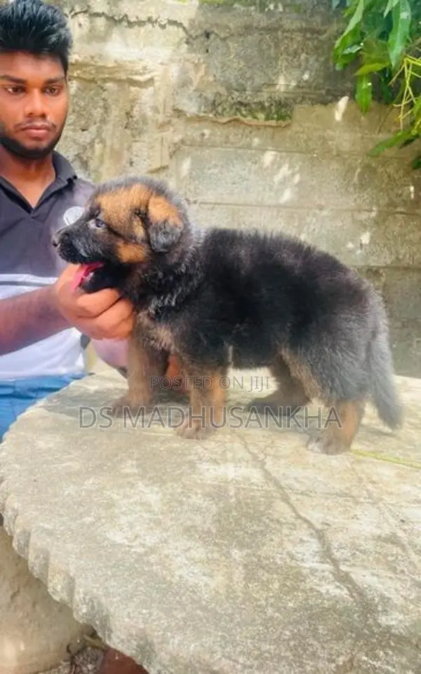 Germanshephad lonecort pappy