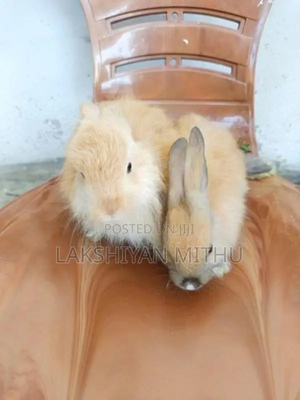 Angora Rabbit