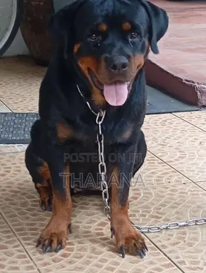 Rottweiler Female adult
