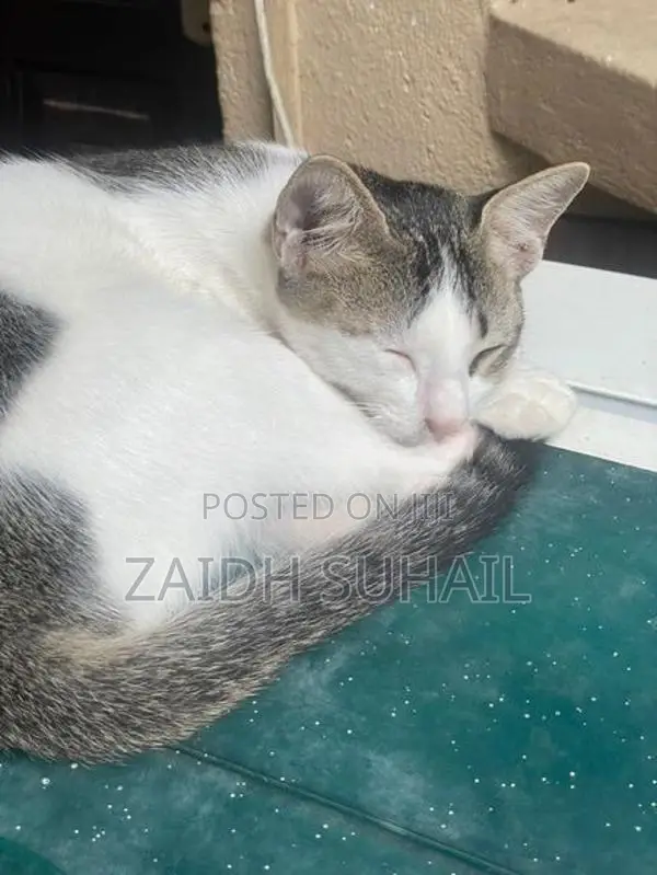 White Grey Kitten for Adoption (MALE)
