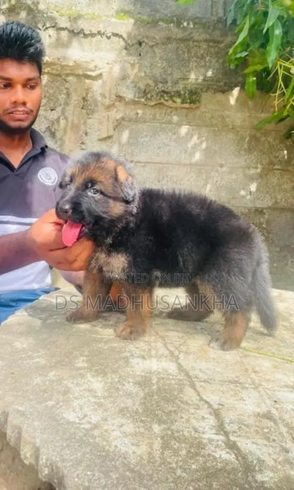 Germanshephad lonecort pappy