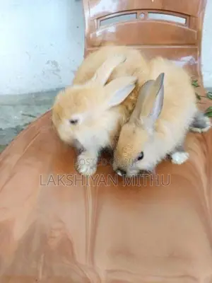 Angora Rabbit