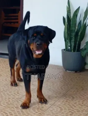 Rottweiler Female adult