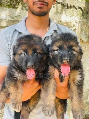 Germanshephad lonecort pappy