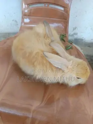 Angora Rabbit