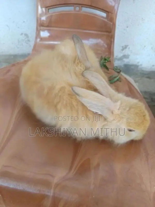 Angora Rabbit