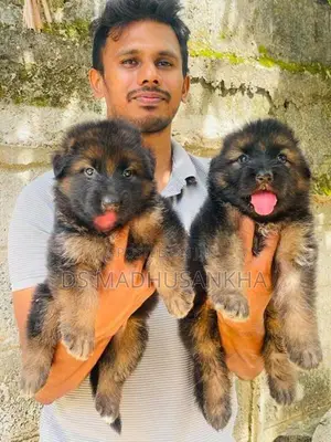 Germanshephad lonecort pappy