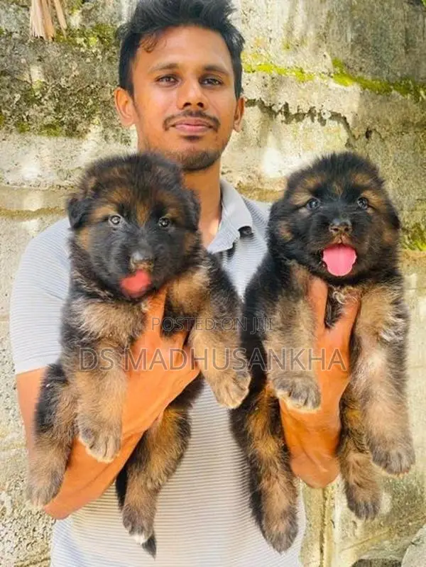 Germanshephad lonecort pappy
