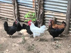 ஊர்கோழி