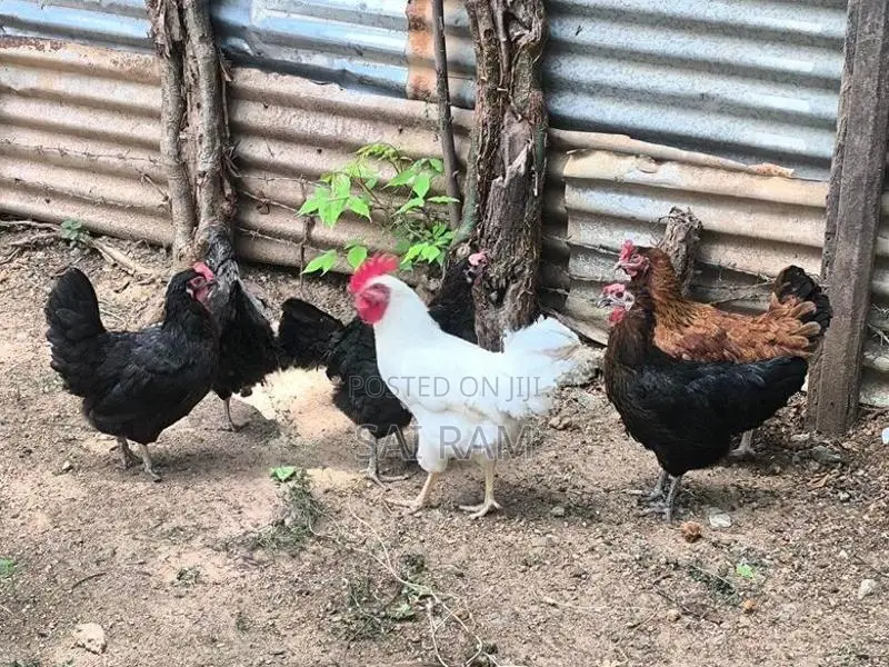 ஊர்கோழி