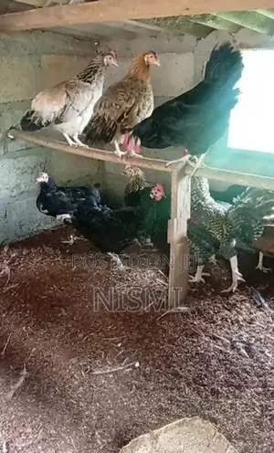 county rooster, hens