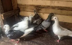 Pigeons