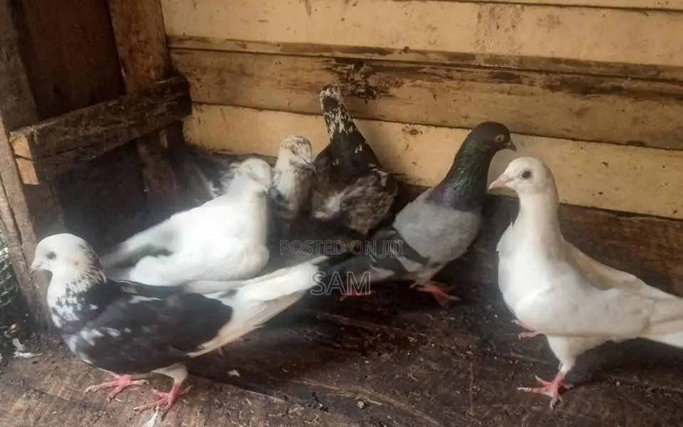 Pigeons