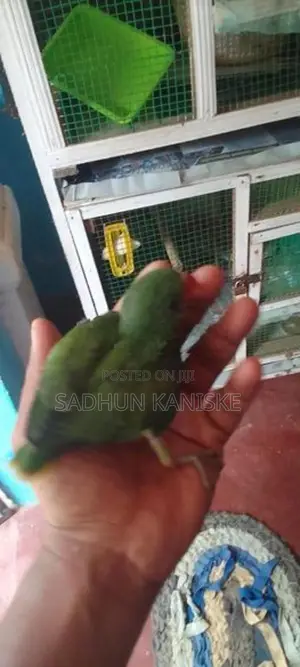 Parrot Chick