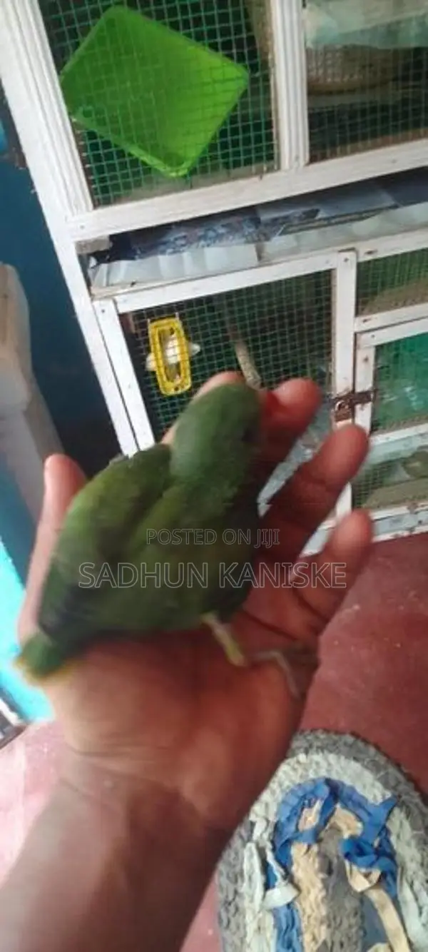 Parrot Chick
