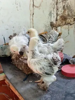 බරාමා වර්ග පැටවුන්