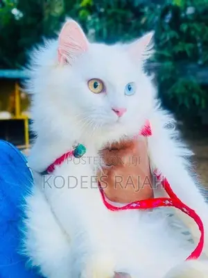 sale: White Odd-Eyed Male Persian Cat