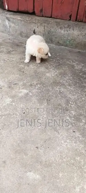 Pomeranian Puppies