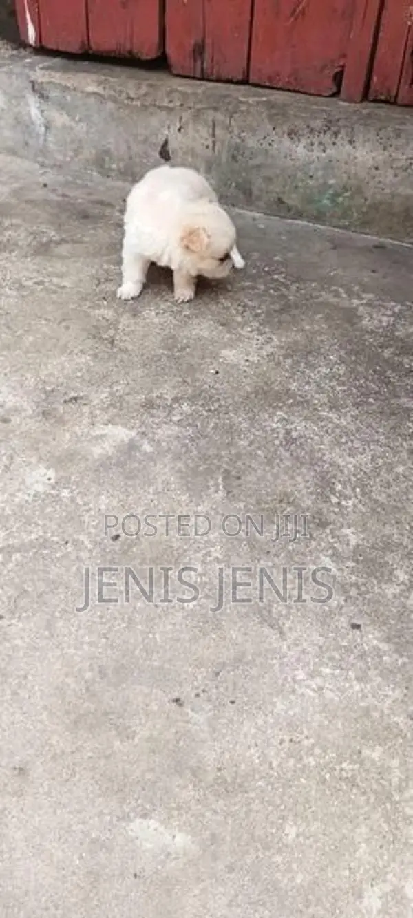 Pomeranian Puppies