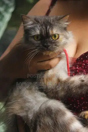 Sale : Tortoiseshell Persian cat for