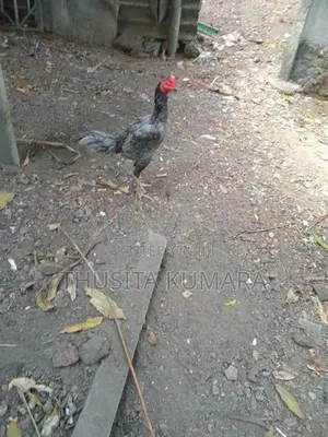 Buruma Kukulan