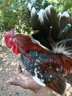 japanis bantam