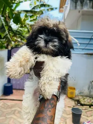 shihtzu