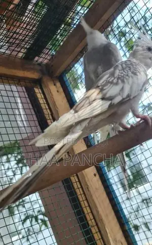 Cockatiel birds