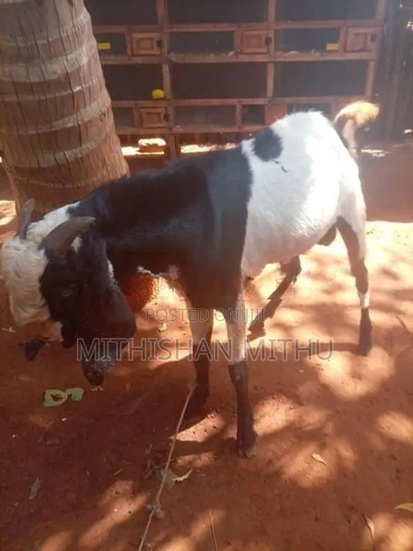 Kedaai Goat