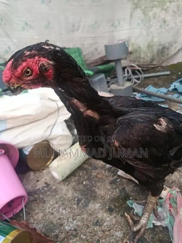 Parrot Beak Rooster