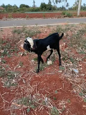 Kedaai Goat