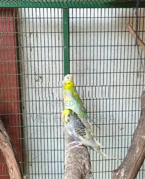 Love Birds