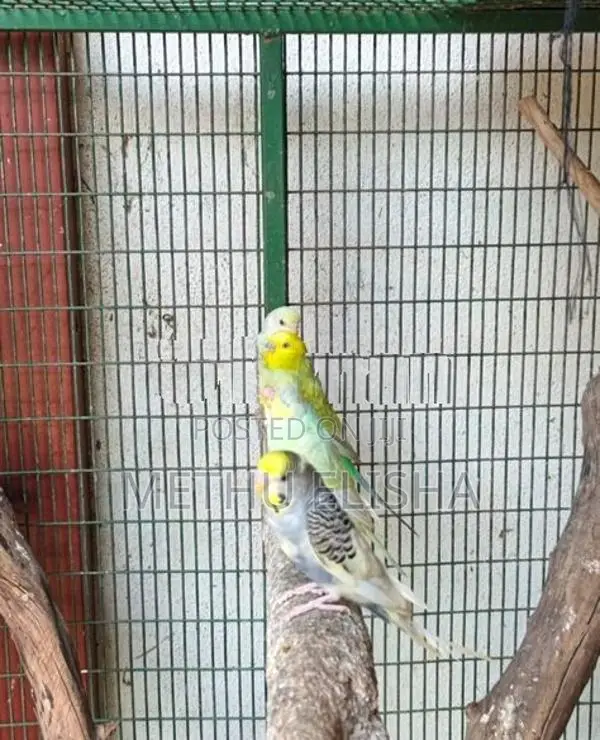 Love Birds