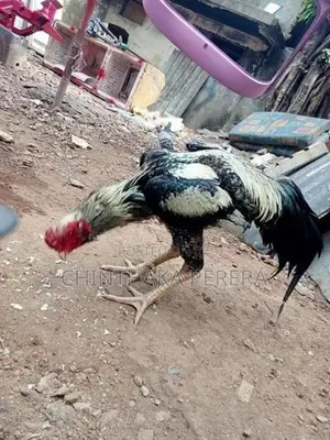 rooster