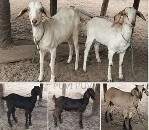 மொத்தம் ஐந்து ஆடுகள் 4 பெண் ஒரு கடா ஆடு வளர்ப்பதற்கு மாத்திரம்
