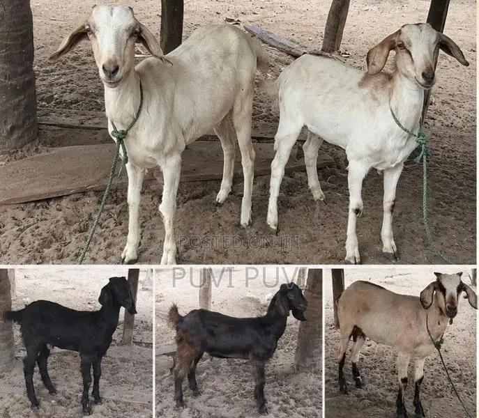 மொத்தம் ஐந்து ஆடுகள் 4 பெண் ஒரு கடா ஆடு வளர்ப்பதற்கு மாத்திரம்