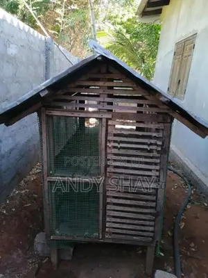 கோழி கூடு
