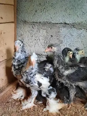Rooster Chicks