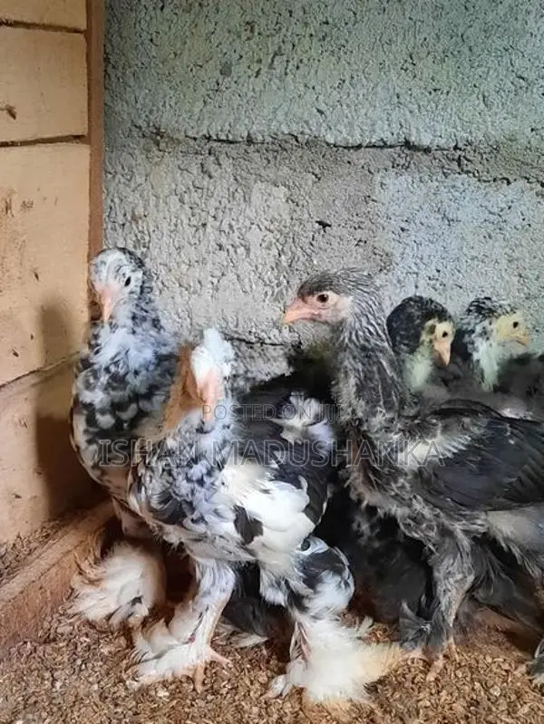 Rooster Chicks
