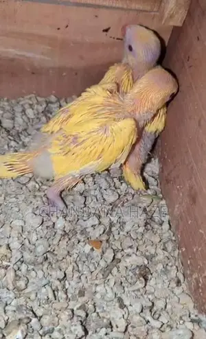 Ringneck Bird