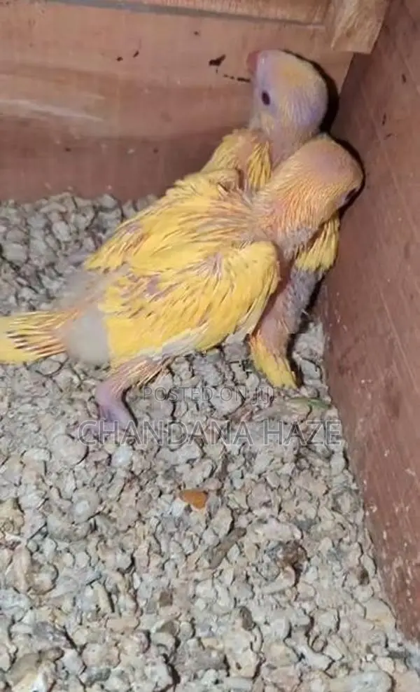 Ringneck Bird