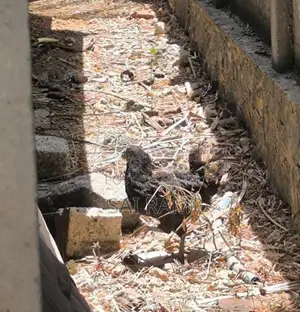 ஊர்கோழி